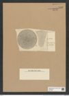 Coscinodiscus bisinuatus Grun. (de-Toni-Nr.: Genus 202, Species 5038) Zeichnungen Sammlung Grunow Nr. 8783 (NHMW-BOT-W0378382)